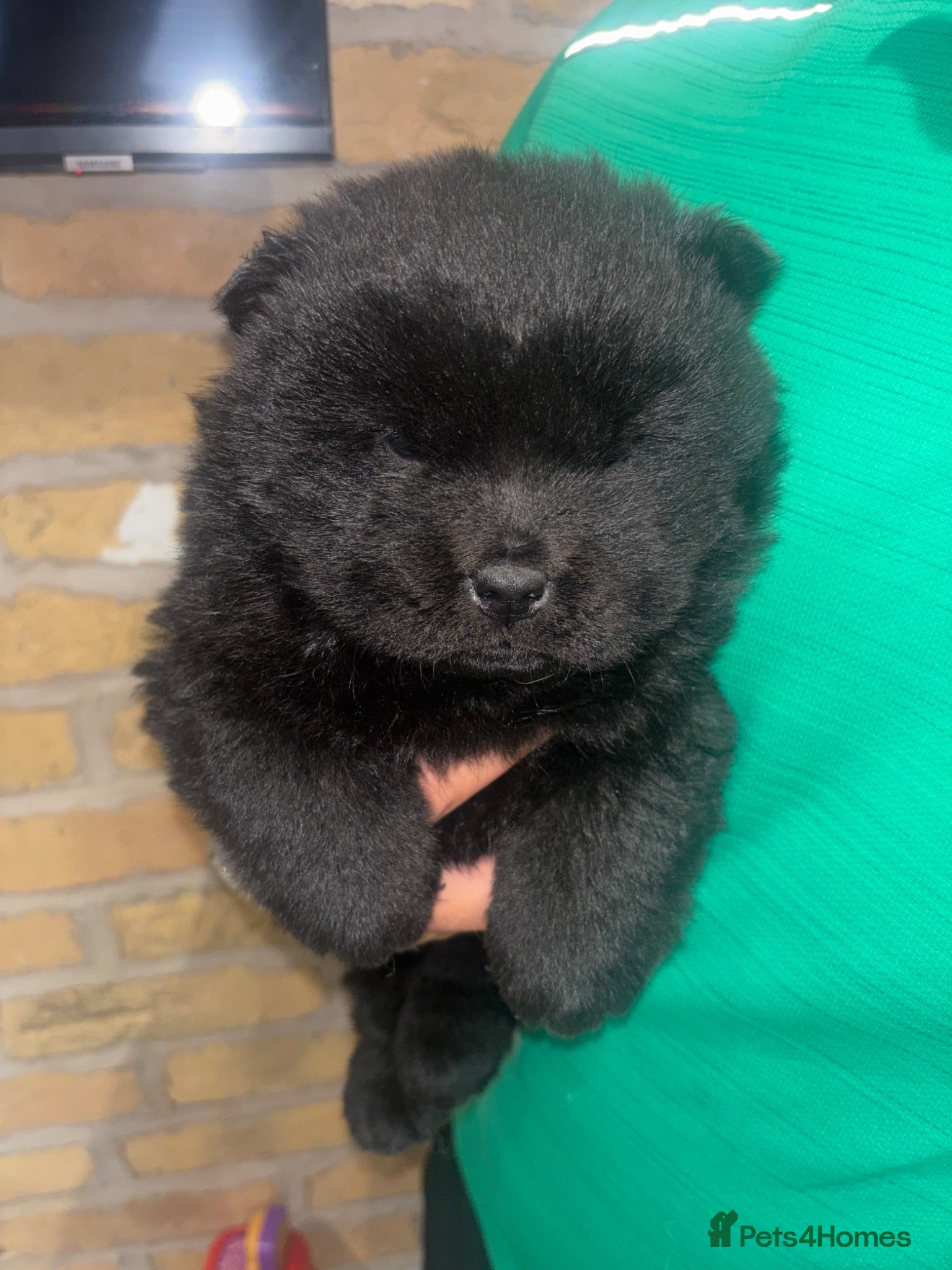Chow Chow dogs 1 black female chow left  - Advert 2
