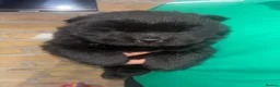 Chow Chow dogs for sale: 1 black female chow left  - Advert 2