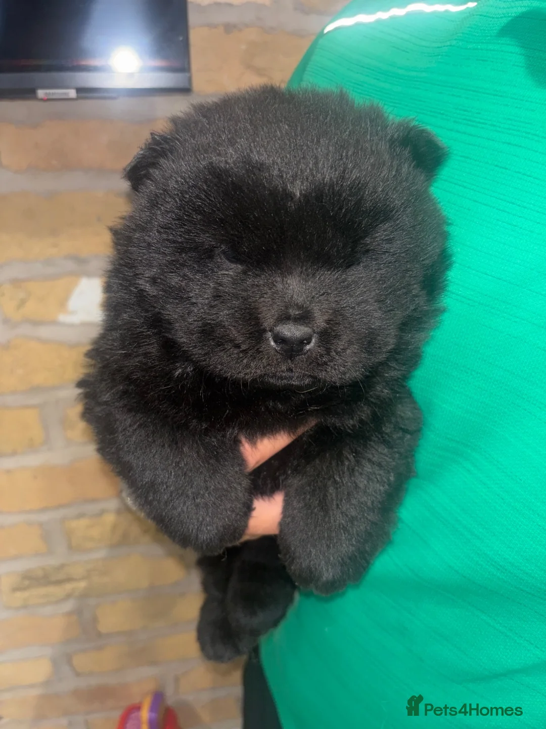 Chow Chow dogs for sale: 1 black female chow left  - Advert 2