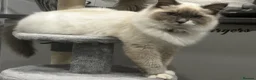 Ragdoll cats for sale: Rag doll cross Maine coon  - Advert 5