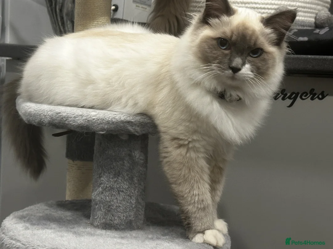 Ragdoll cats for sale: Rag doll cross Maine coon  - Advert 5