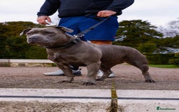 Staffordshire Bull Terrier dogs for sale: KC REG - Blue Staffordshire Bull Terrier Pups - Image 5