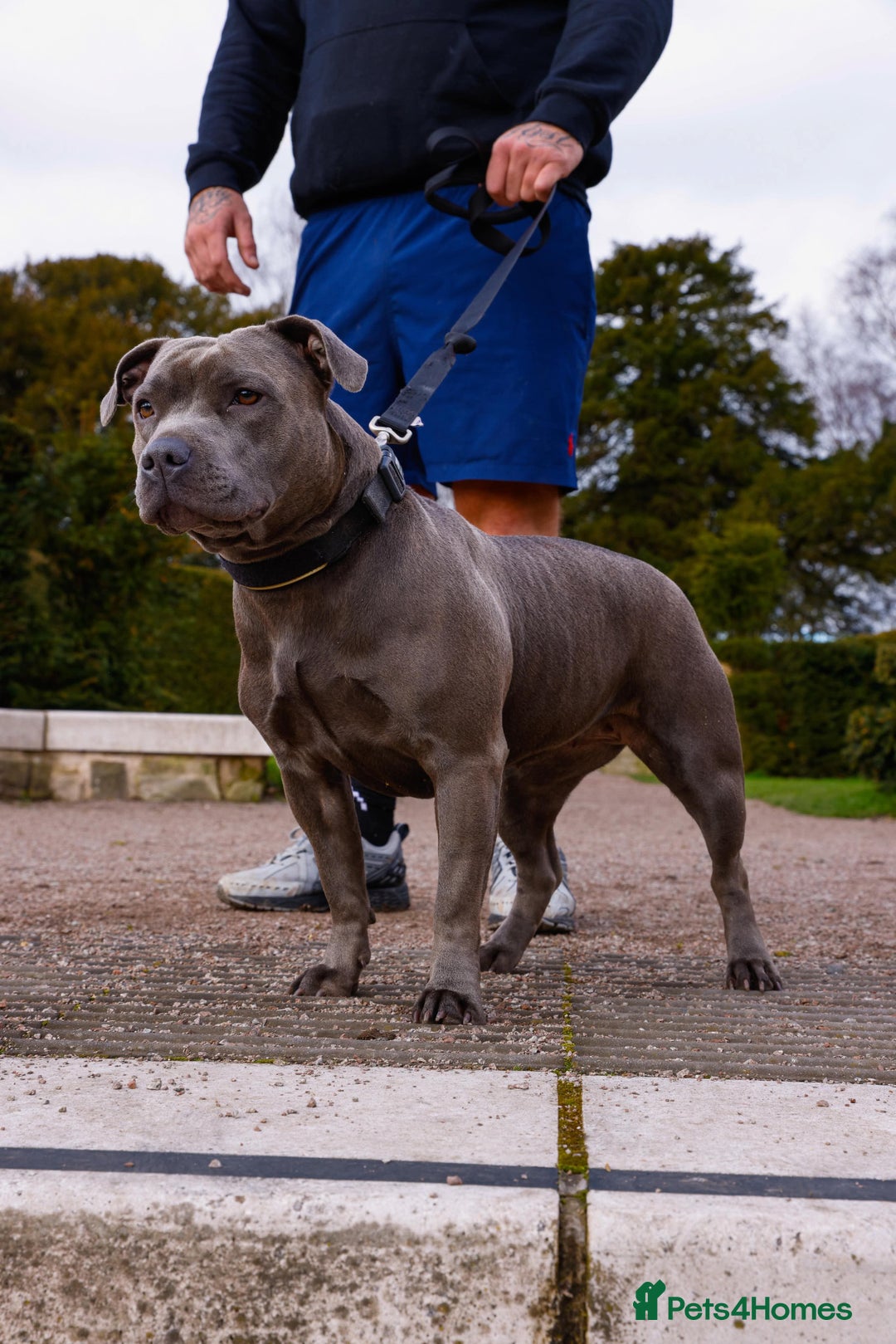 Staffordshire Bull Terrier dogs for sale: KC REG - Blue Staffordshire Bull Terrier Pups - Image 5