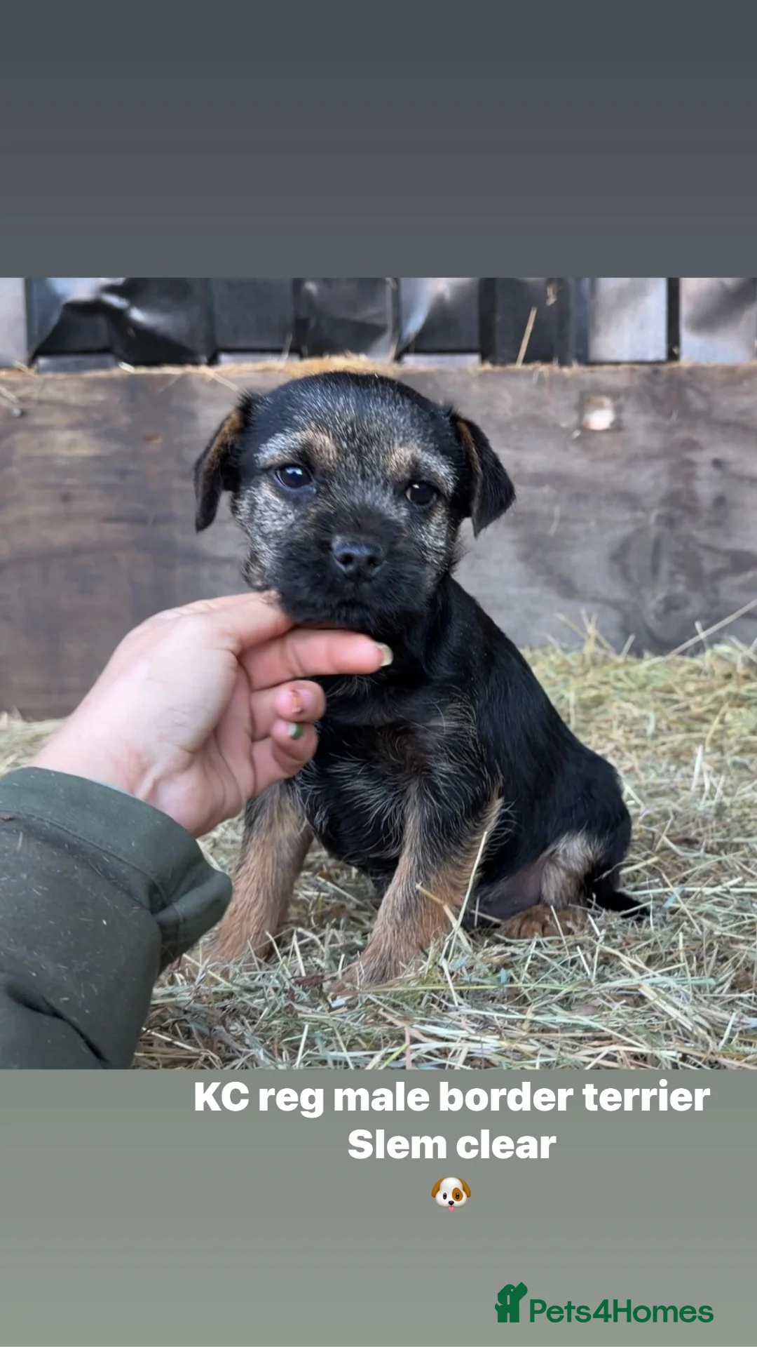 Border Terrier dogs for sale: Kc reg Blue & tan male - Advert 2