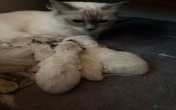 Ragdoll cats for sale: Ragdoll - Image 5