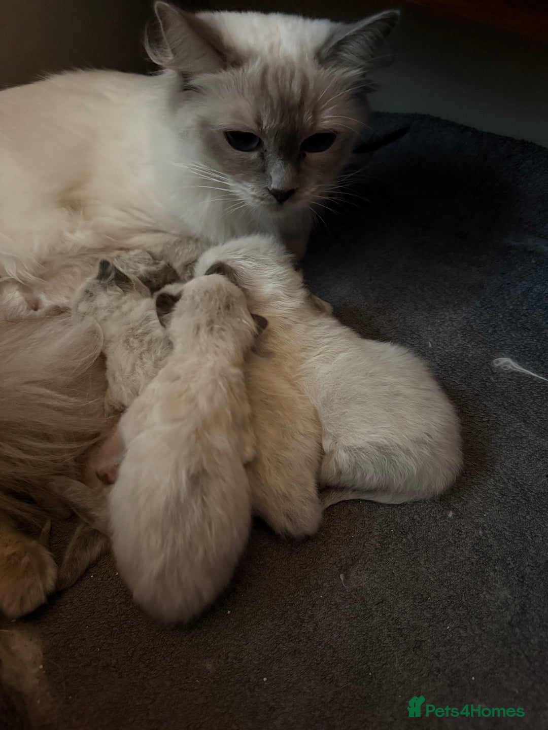 Ragdoll cats for sale: Ragdoll - Image 5