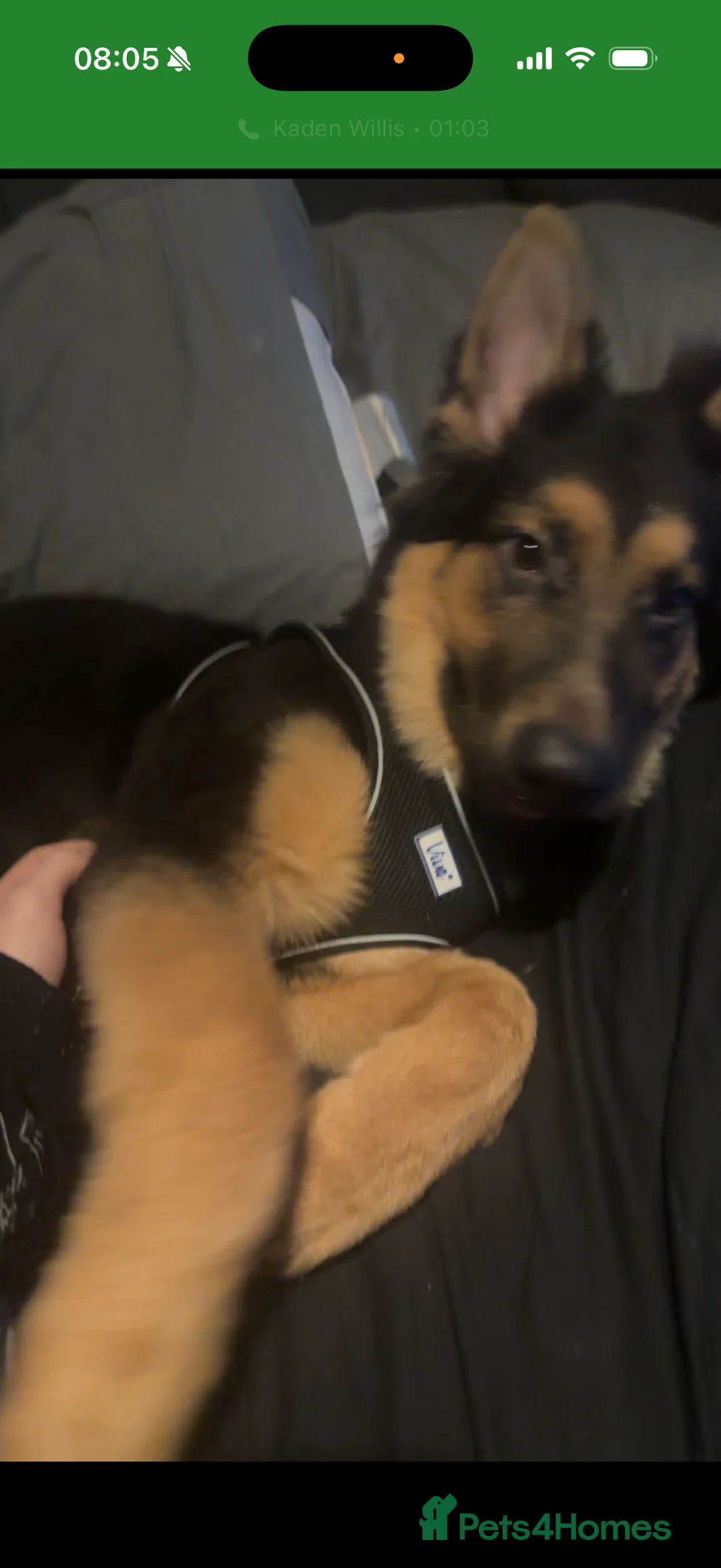 German Shepherd dogs for sale: German Shepard puppy  in Burnham-on-Sea - Advert 3