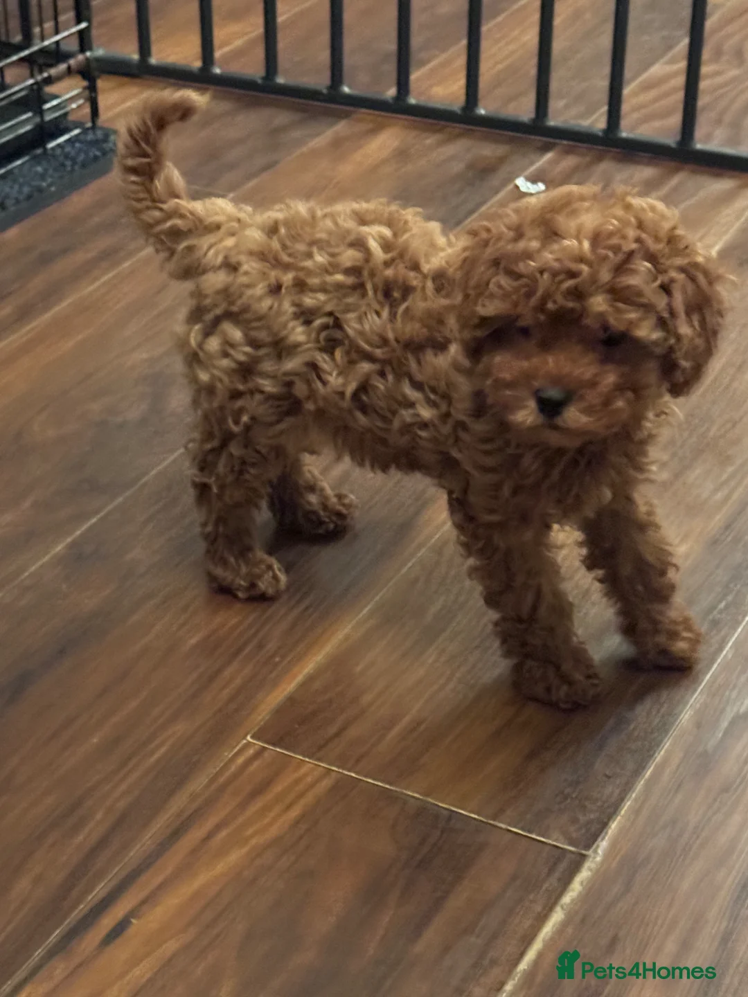 Cavapoo dogs for sale: REDUCED £1750 CAVAPOO GIRL 10 WEEK OLD❣️❣️ - Advert 1