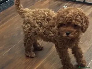 Cavapoo dogs ❣️❣️BEAUTIFUL CAVAPOO GIRL 10 WEEK OLD❣️❣️ - Advert 16