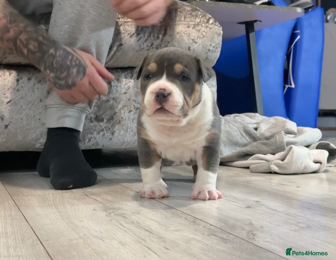 American Bully dogs for sale: 2 American pocket bully boys  - Advert 1
