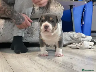 American Bully dogs 2 American pocket bully boys - Advert 4