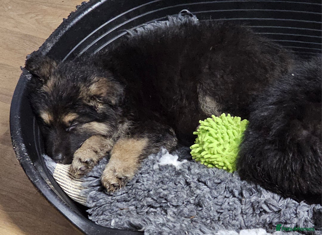 German Shepherd dogs for sale: German Shepherd puppies Kc registered  - Advert 9