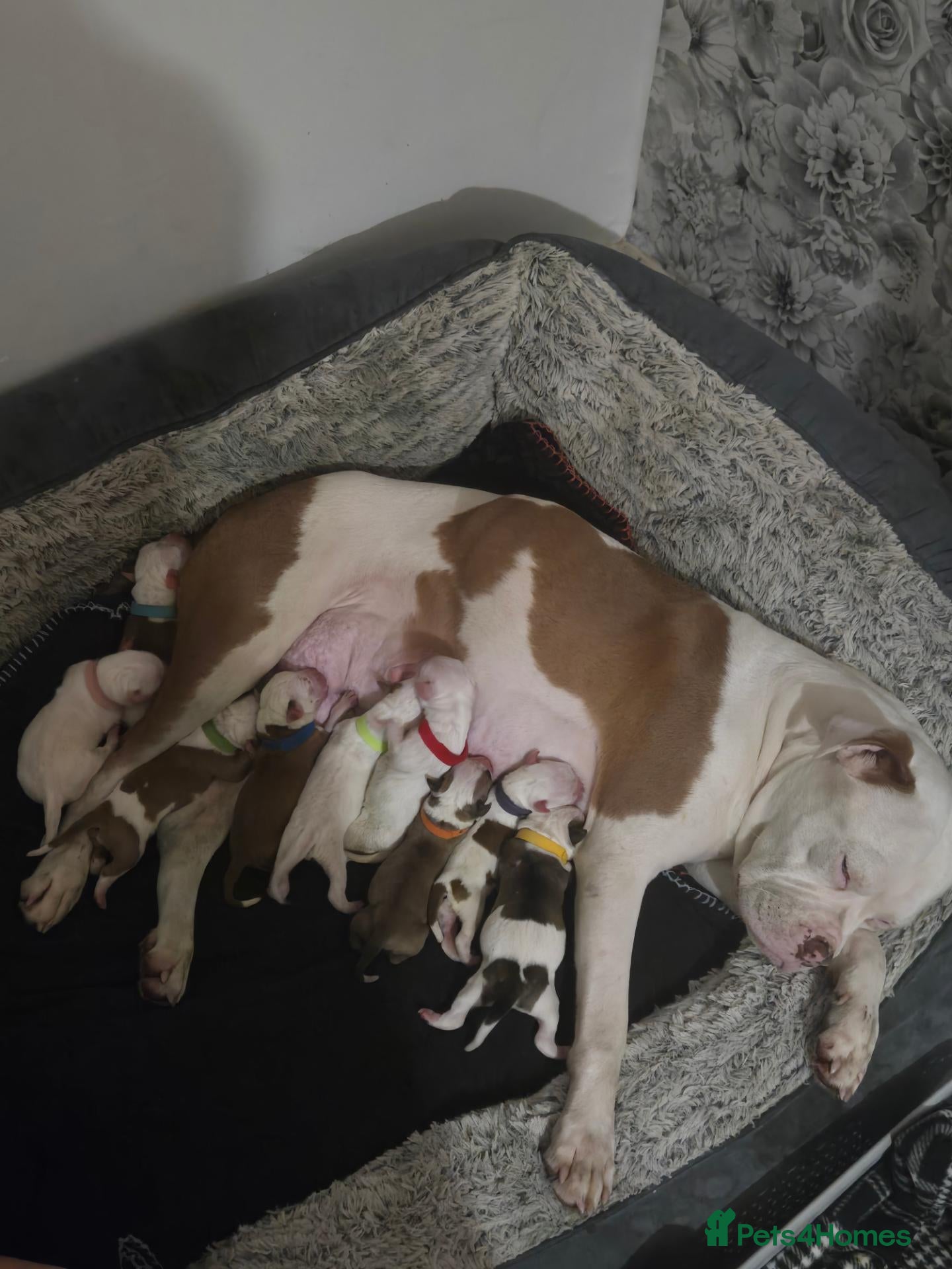 Mixed Breed dogs for sale: Mam an old tyme bulldog dad full American bulldog  - Advert 1