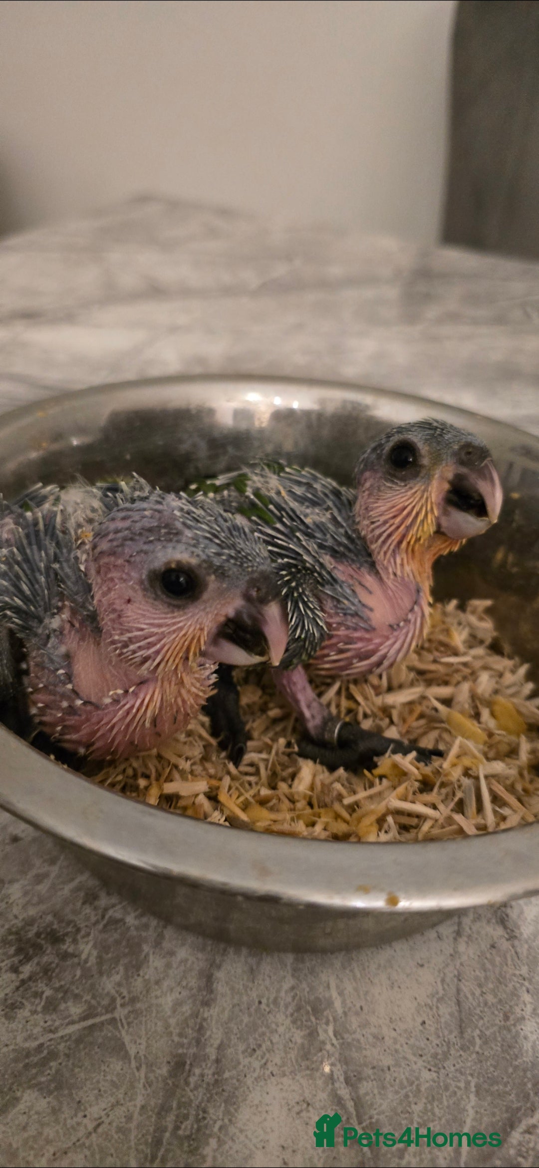 Parrots birds for sale: black headed Caiques hand reared babies  - Advert 9