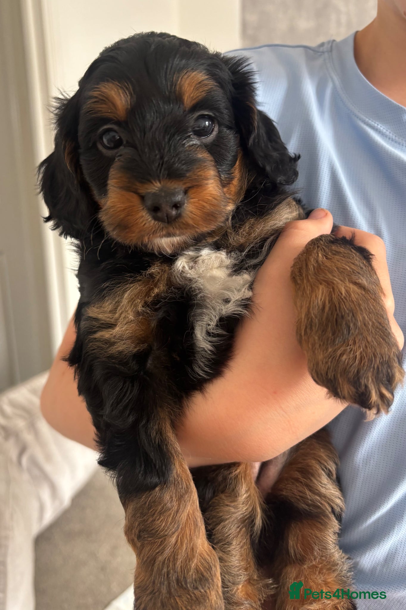 Cockapoo dogs for sale: Toy cockapoos  - Advert 6