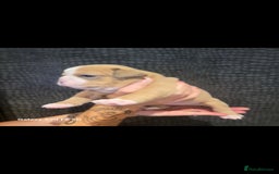 Olde English Bulldogge dogs for sale: Old English Bulldog Puppies - Image 11