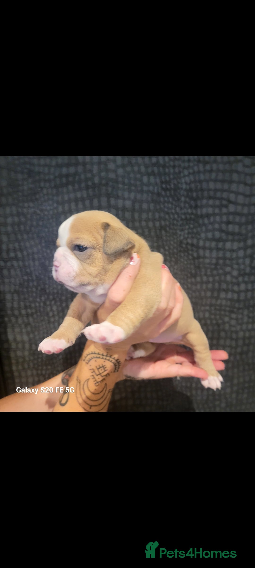 Olde English Bulldogge dogs for sale: Old English Bulldog Puppies - Image 11