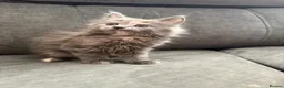 Maine Coon cats for sale: Mainecoon kittens  - Advert 3