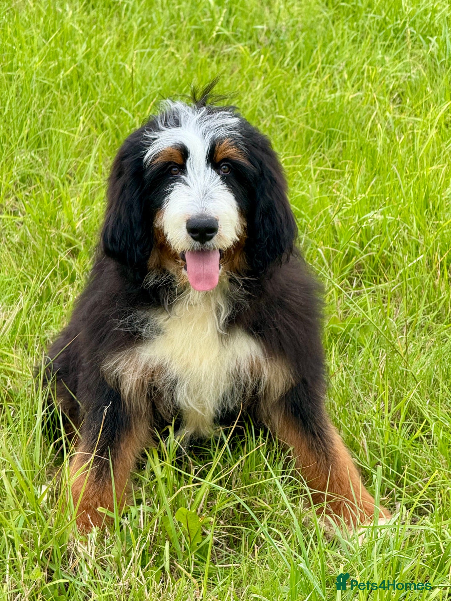 Bernedoodle dogs A gorgeous tri colour boy bernedoodle puppy - Advert 8