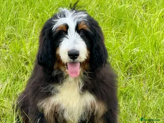 Bernedoodle dogs A gorgeous tri colour boy bernedoodle puppy - Advert 1