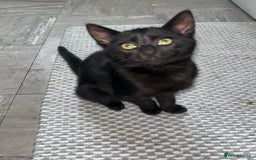 Mixed Breed cats for sale: Two fully black male kittens  - Image 3