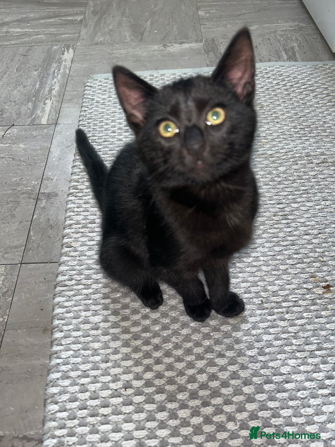 Mixed Breed cats for sale: Two fully black male kittens  - Image 3