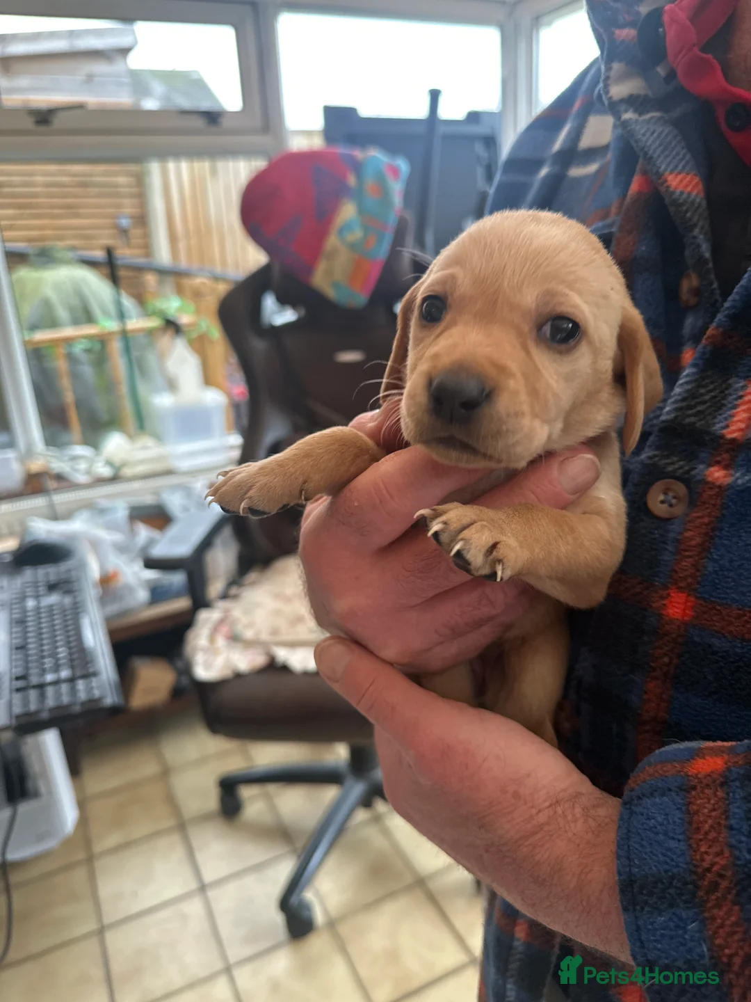 Mixed Breed dogs for sale: Vizslador puppys - Advert 13