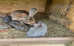 Continental Giant rabbits for sale: Rabbits for sale very nice  - Image 11