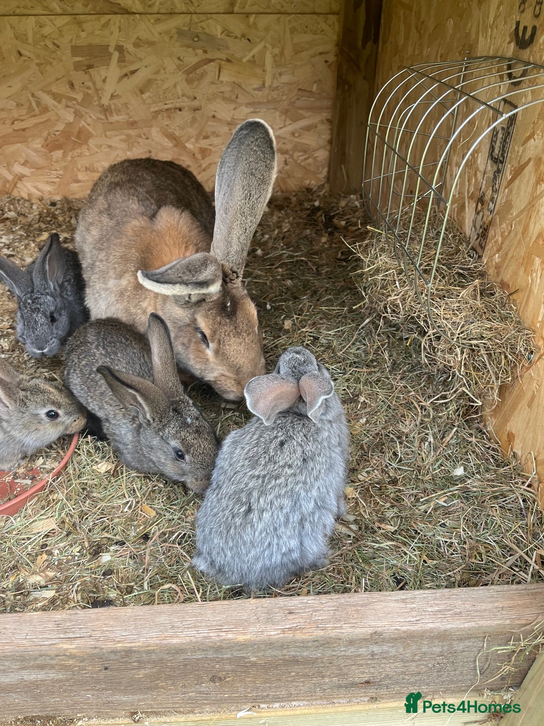 Continental Giant rabbits for sale: Rabbits for sale very nice  - Image 11