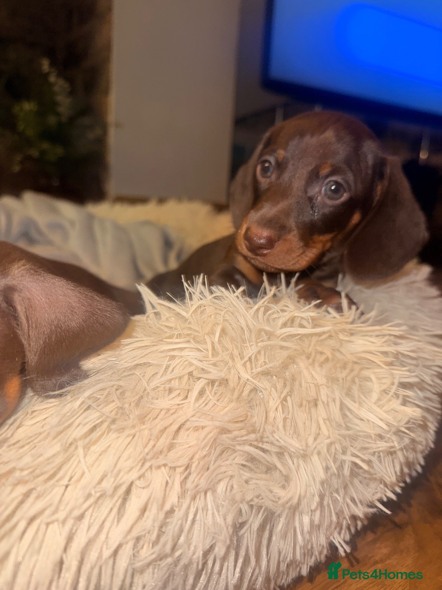 Miniature Dachshund dogs Stunning mini Dachshund boys for new homes 💙 - Advert 15