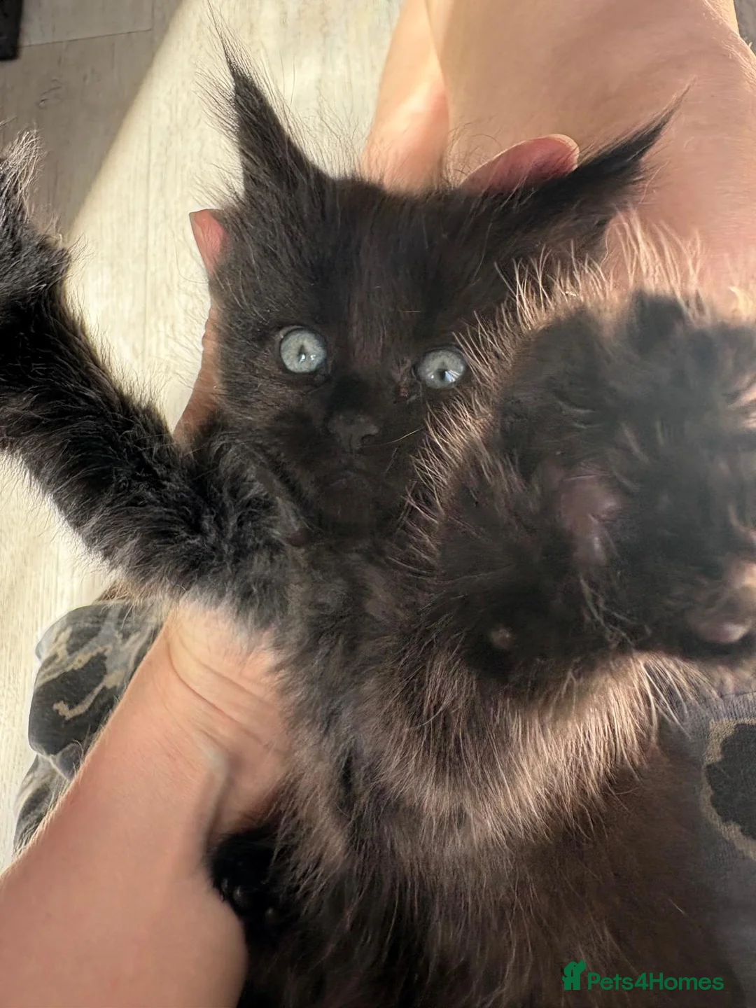 Mixed Breed cats for sale: Siberian cross Maine coon  - Advert 8
