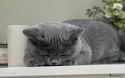 British Shorthair cats for sale: British Blue boy - Image 4