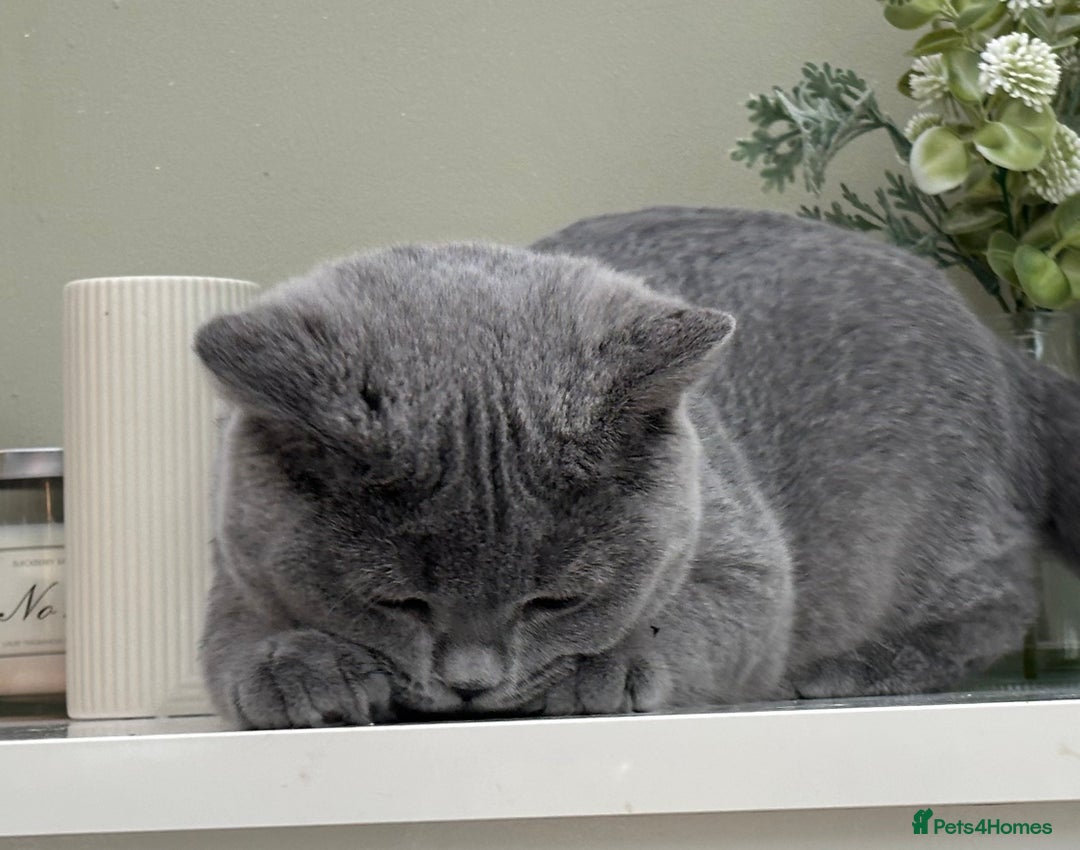 British Shorthair cats for sale: British Blue boy - Image 4