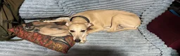 Mixed Breed dogs for sale: First cross Bedlington whippets pups in Manchester - Advert 4