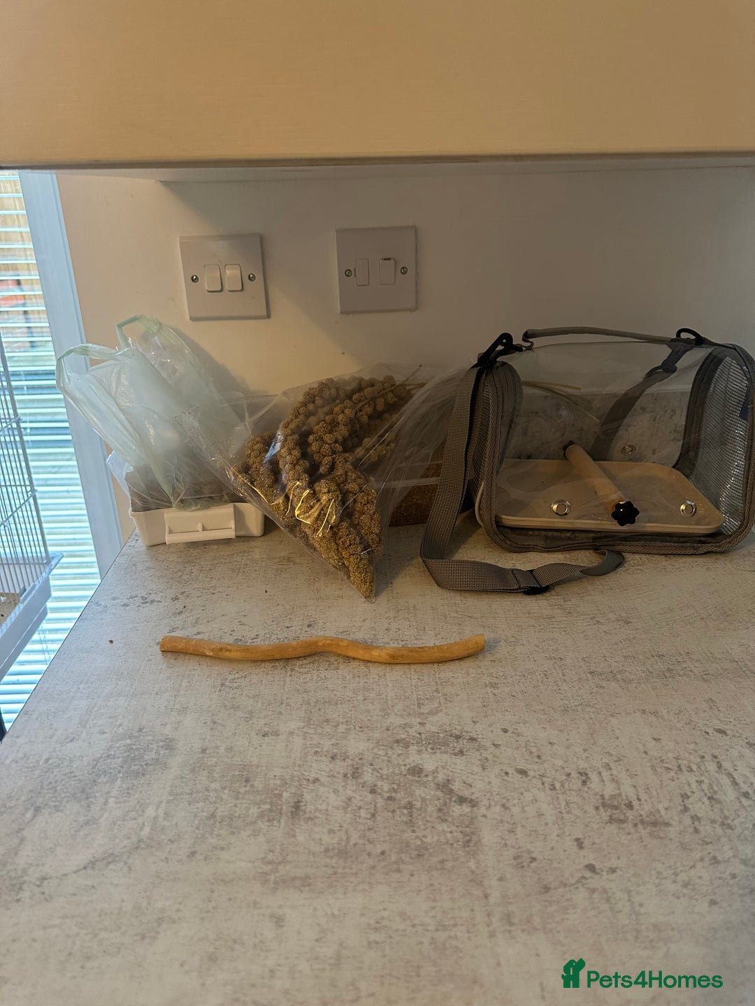 Budgerigars birds for sale: 2 budgies for sale !!! ( read description) - Advert 2