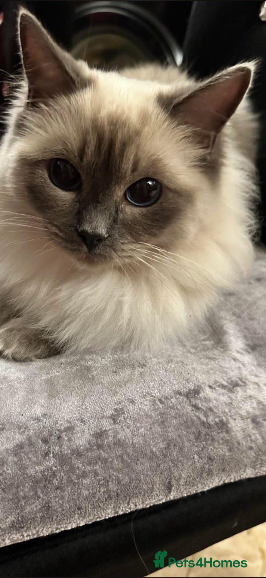 Ragdoll cats Ragdoll blue mitted - Advert 3