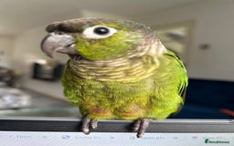 Conures birds for sale: 7 month old baby conure - Image 2