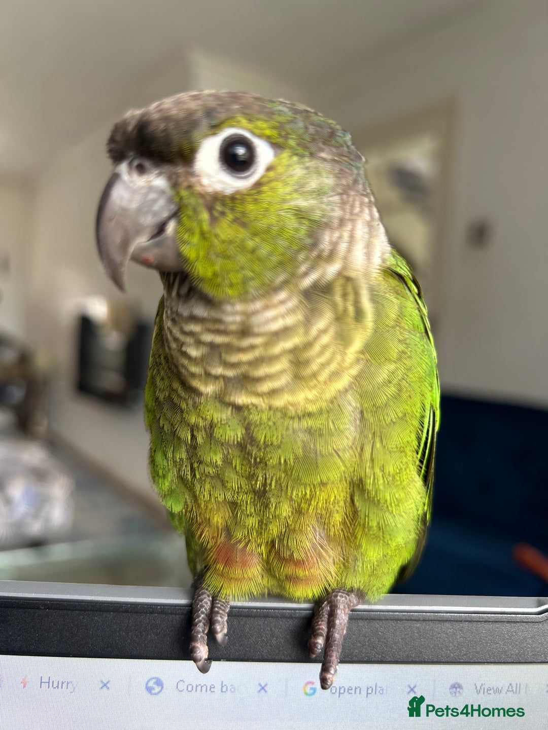 Conures birds for sale: 7 month old baby conure - Image 2