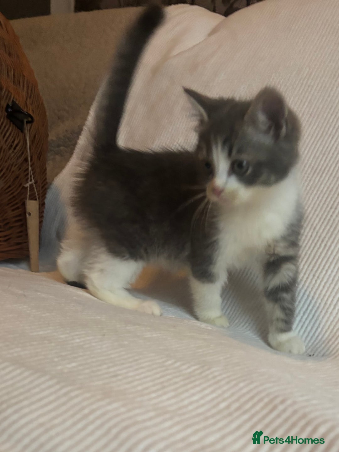 Mixed Breed cats for sale: Maine-Coon x British Blue Kittens.  - Advert 24