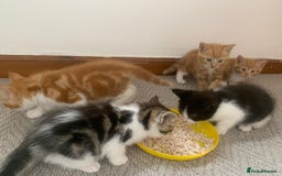 Mixed Breed cats for sale: 5 cute kittens for sale  - Image 8