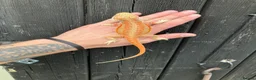 Bearded Dragon reptiles for sale: Various Bearded Dragon Morph Babies - Advert 15