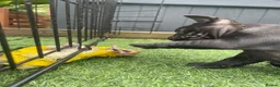French Bulldog dogs for sale: *NOW REDUCED*KC registered French bulldog puppies  - Advert 20