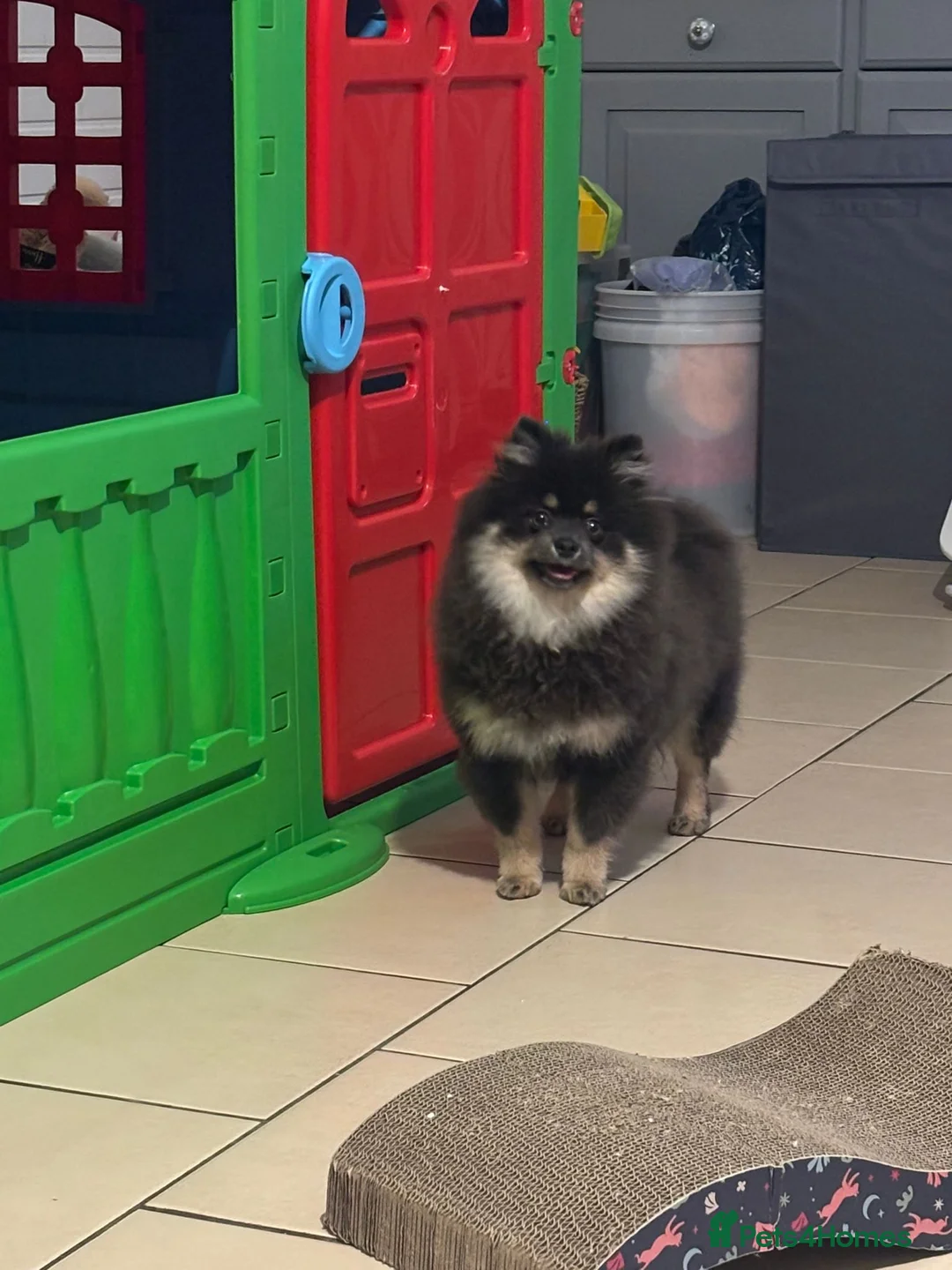 Pomeranian dogs for sale: Last kc reg girl available 5 half months old  ❤️ - Advert 14