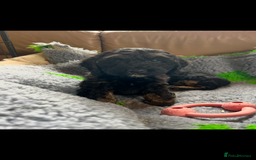 Cockapoo dogs for sale: F1 Cockapoo Black &Tan girl  - Image 9