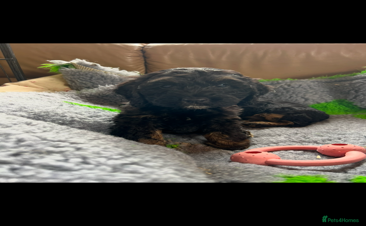 Cockapoo dogs - Advert 1