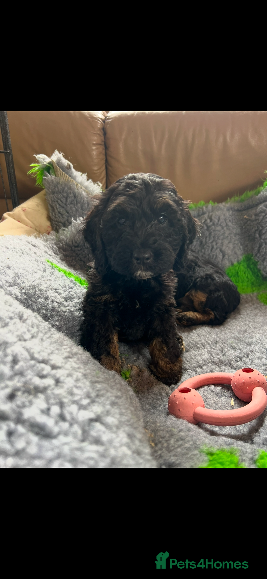 Cockapoo dogs for sale: F1 Cockapoo Black &Tan girl  - Image 9