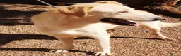 Mixed Breed dogs for adoption: 🐾💔 Yogui Needs a Home 💔🐾 - Advert 3