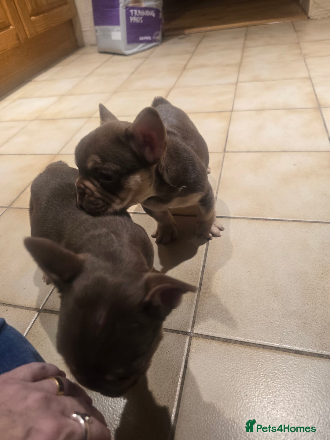 French Bulldog dogs for sale: 2 beautiful French bulldogs for sale - Advert 12