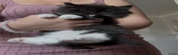 Ragdoll cats for sale: Chunky and Very Fluffy Ragdoll Kittens - Advert 8