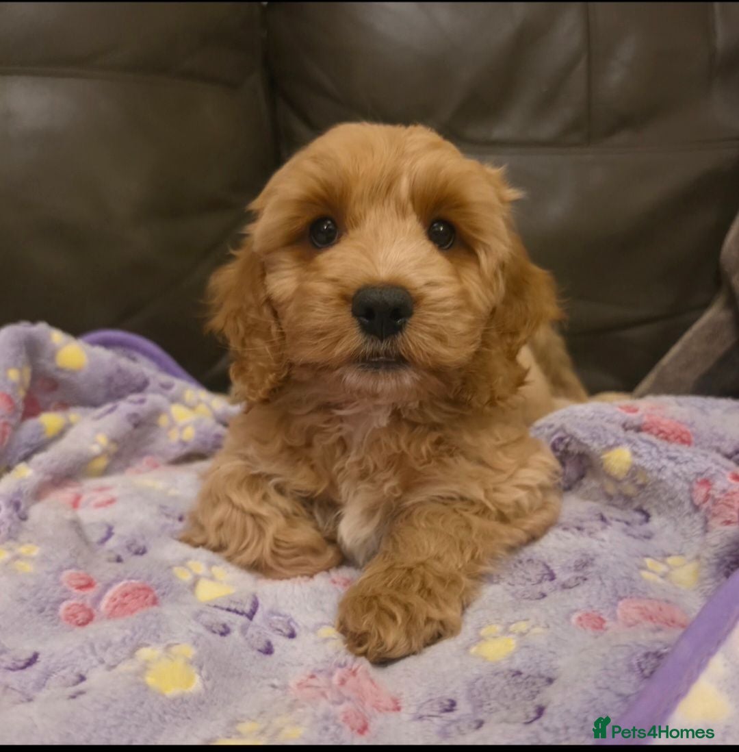 Cockapoo dogs READY NOW !! Stunning F1 female Cockapoo puppy  - Advert 6
